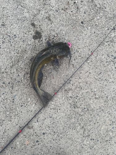 ナマズの釣果