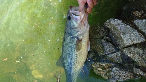 ブラックバスの釣果