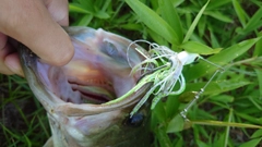 ブラックバスの釣果