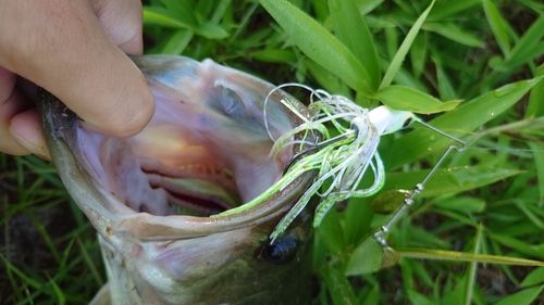 ブラックバスの釣果