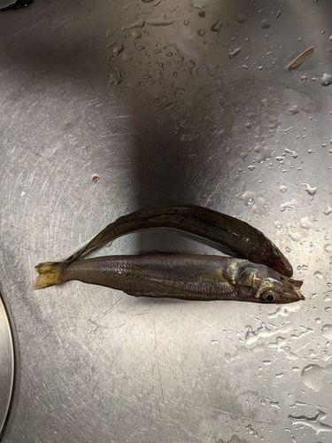 キスの釣果