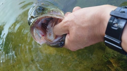 ブラックバスの釣果