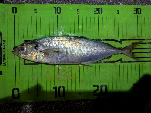 マルアジの釣果