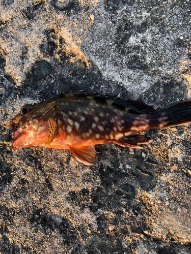 釣果