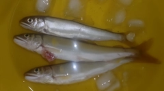 アユの釣果