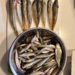 ハゼ