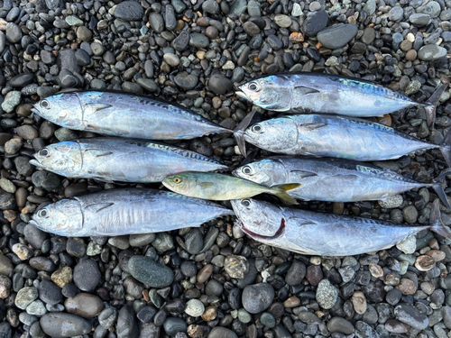 マルソウダの釣果