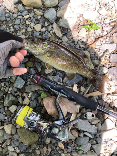 スモールマウスバスの釣果