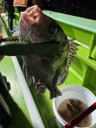 コショウダイの釣果