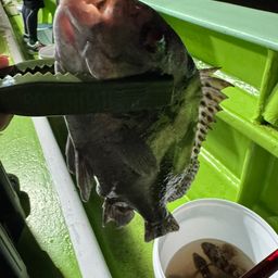 コショウダイ
