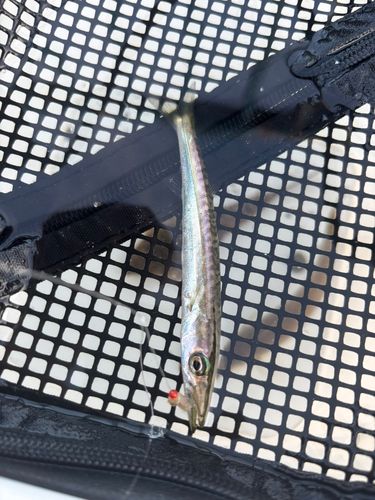 キスの釣果