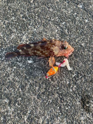 カサゴの釣果