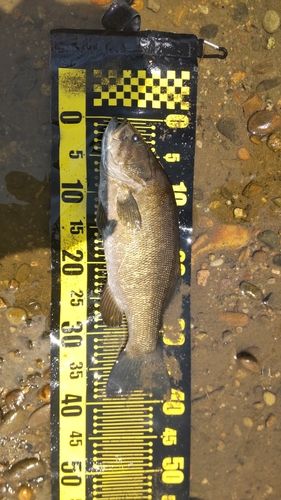 スモールマウスバスの釣果
