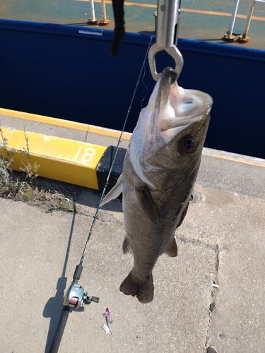 セイゴ（マルスズキ）の釣果
