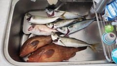 キジハタの釣果