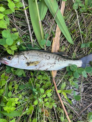 スズキの釣果