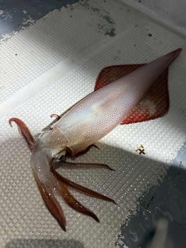 ケンサキイカの釣果