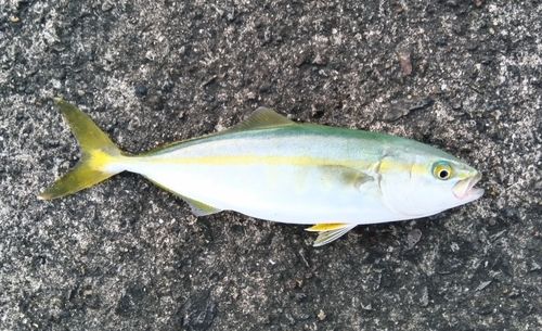 ブリの釣果