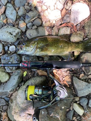 スモールマウスバスの釣果