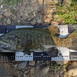 スモールマウスバス