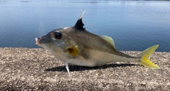 ギマの釣果