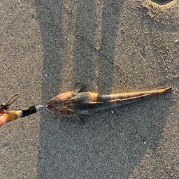 コチ