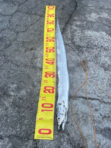 タチウオの釣果