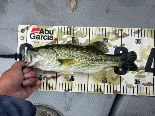 ラージマウスバスの釣果