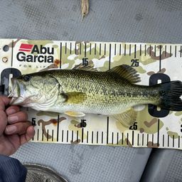 ラージマウスバス