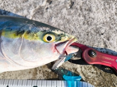 イナダの釣果