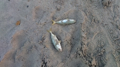ワカシの釣果