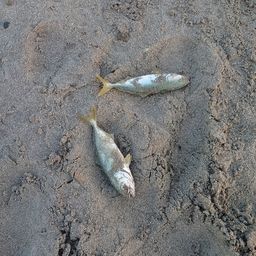 ワカシ