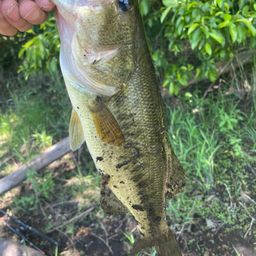 ラージマウスバス