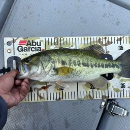 ラージマウスバス