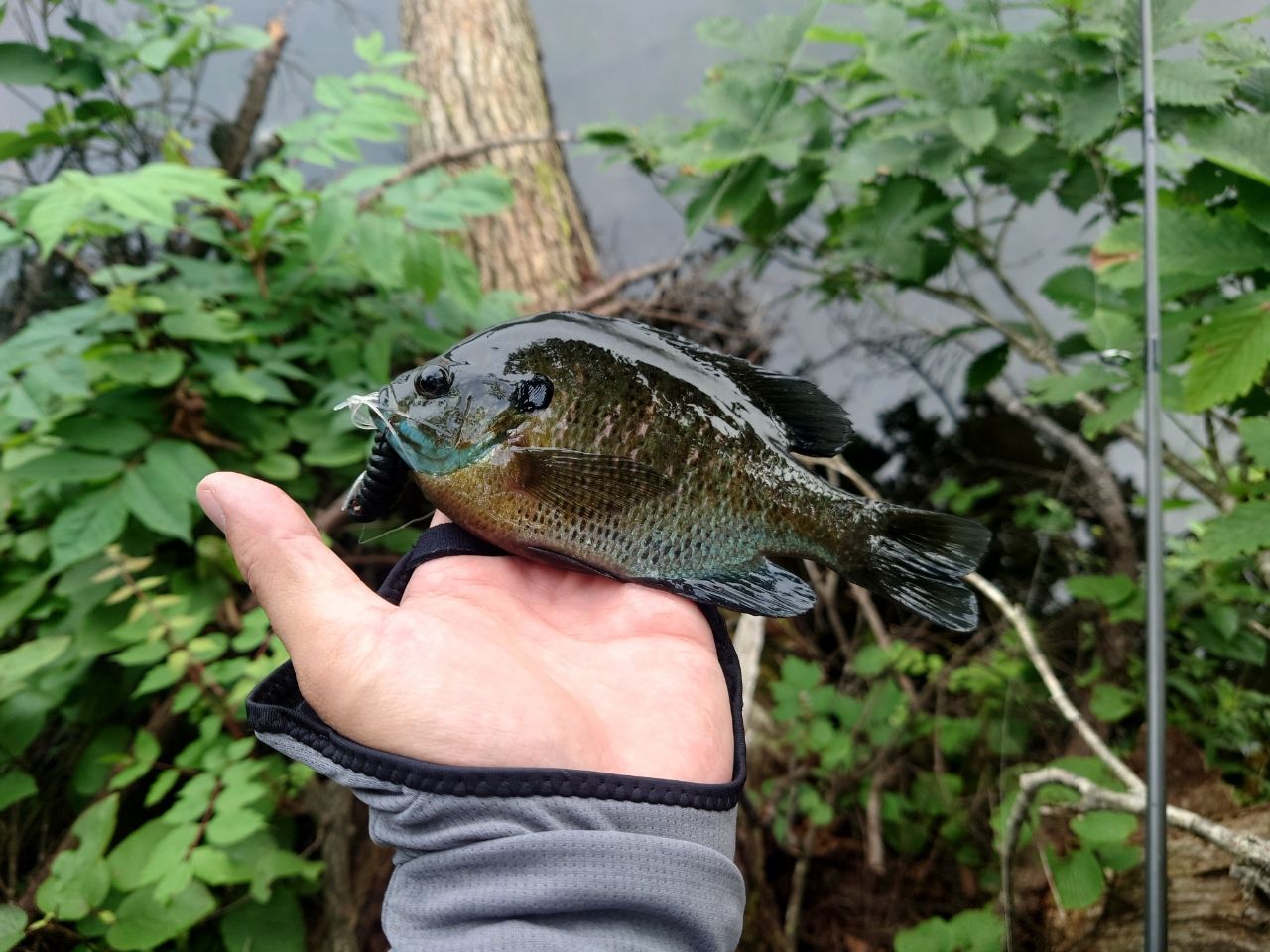 ブルーギル