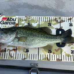 ラージマウスバス