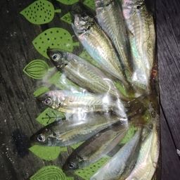 アジ