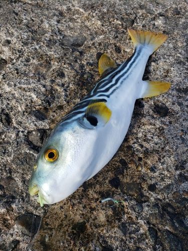 シマフグの釣果