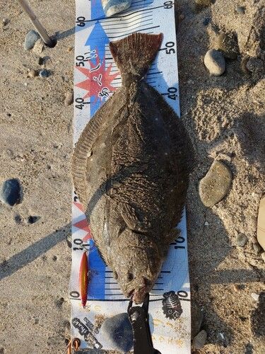 ヒラメの釣果
