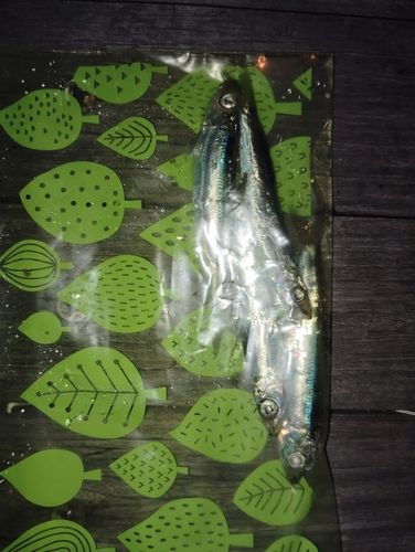 ウルメイワシの釣果