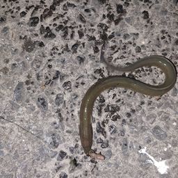 ウナギ