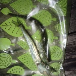 カマス