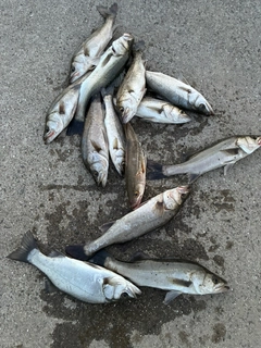 ハネ(マルスズキ)の釣果