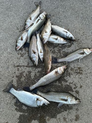 ハネ（マルスズキ）の釣果