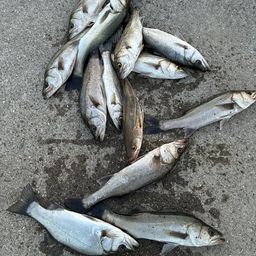 ハネ(マルスズキ)