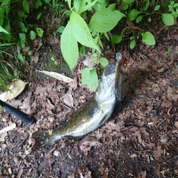 スモールマウスバス