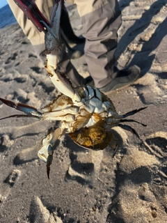 ワタリガニの釣果