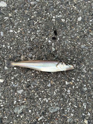 シロギスの釣果