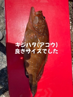 アコウの釣果