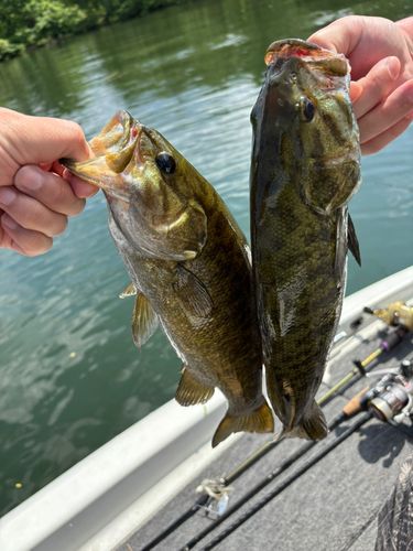 スモールマウスバスの釣果